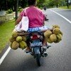 Durian taken to market on the back of a motorbike, Ambon, Indonesia.