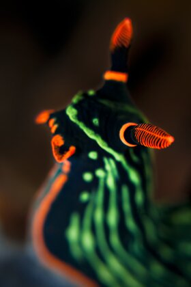 Click Here for Nudibranch Galleries 