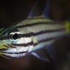 Five-lined cardinalfish (Cheilodipterus quinquelineatus) with mo