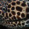Portrait of a honeycomb moral eel (Gymnothorax favagineus)