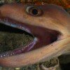 Moray eel (Gymnothorax sp.) with mouth wide open